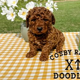 Boy 5 - Red  Goldendoodle puppy in Newcastle, Oklahoma from Cosby Ranch Doodles