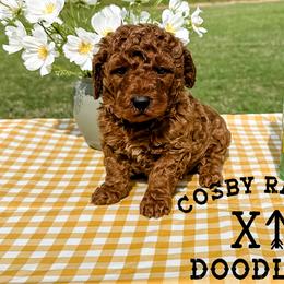 Boy 5 - Red  Goldendoodle puppy in Newcastle, Oklahoma from Cosby Ranch Doodles