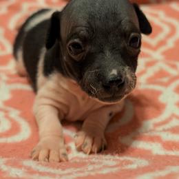 Stuffin' - White and black female American Hairless Terrier puppy in Phoenix, Arizona from Bare Valley
