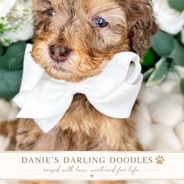 Scar - Chocolate merle male Bernedoodle puppy in Otisville, Michigan from Danie’s Darling Doodles LLC
