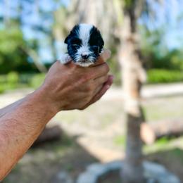 American Bully, Bernedoodle, Poodle, Sheepadoodle, and Whoodle Puppies from Wonderland’s Boujie Kennels