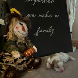 Cavalier King Charles Spaniel Puppies from Killian's Kennels LLC