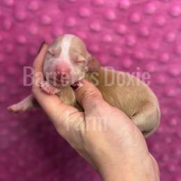 Cupie - Cream female Dachshund puppy in Oklahoma City, Oklahoma from Barrett’s Doxie Farm
