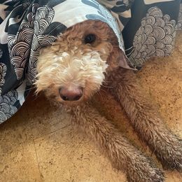 Labradoodle All Grown Up from Bigfoot Doodles