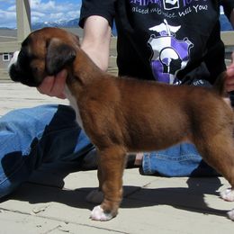 Boxer Puppies from Vintage Boxers