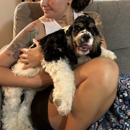 Cocker Spaniel Puppies from Cheaha Cockers