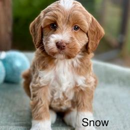 Snow - Caramel red female Australian Labradoodle puppy in Anderson, California from Shaggy Doodles