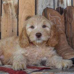 Shemp - Apricot male Goldendoodle puppy in Macedon, New York from Toodles Goldendoodles