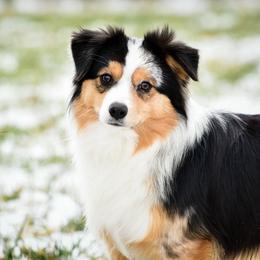 Demi - Miniature Australian Shepherd