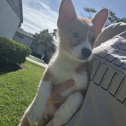 Yellow boy - Red male Pembroke Welsh Corgi puppy in Largo, Florida from Nauti Corgi’s