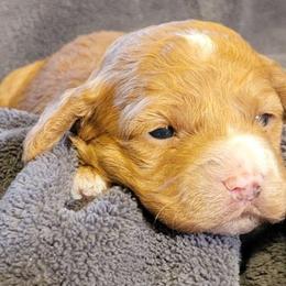 Cockapoo Puppies from Cano Cockapoos