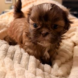 Girl 2 - Red and white female Shih Tzu puppy in Peoria, Arizona from Jodi’s Shihtzus