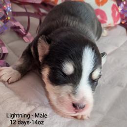 Lightning -2200 - Black and white male Pomsky puppy in Spring Hill, Florida from www.PuppyTimeEmporium.com