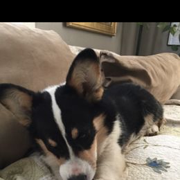 Pembroke Welsh Corgi Puppies from Coyote Creek Corgis