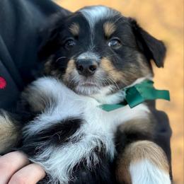 Green collar - Black tri male Miniature Australian Shepherd puppy in 32046, Florida from River Hill Ranch