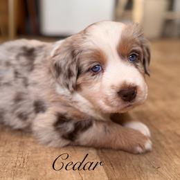 Cedar - Red merle male Australian Shepherd puppy in Ramona, California from Blue Moon Aussies