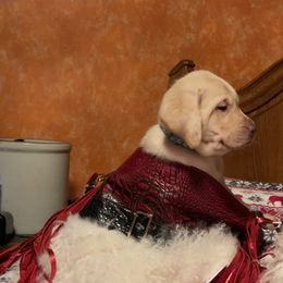 Dachshund and Labrador Retriever Puppies from Honeydew Ranch
