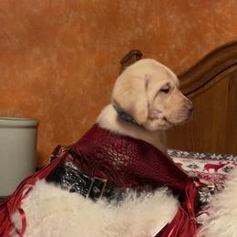 Dachshund and Labrador Retriever Puppies from Honeydew Ranch