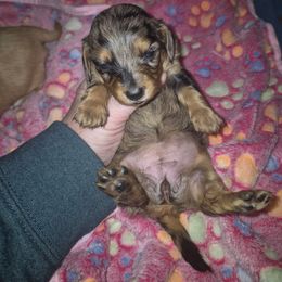 Ckc Dapple girl 1 - Dapple female Dachshund puppy in Madisonville, Tennessee from LaRose Farm & Kennels