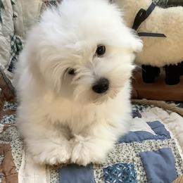 Lance - White male Coton de Tulear puppy in Paola, Kansas from Marnac