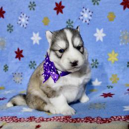Franconia(S5) - Gray and white female Siberian Husky puppy in Lunenburg, Vermont from SNOW WOOLY HUSKY