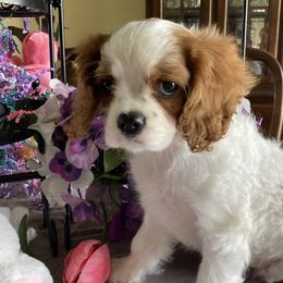 Cavalier King Charles Spaniel Puppies from Mapleview Cavalier King Charles Spaniels