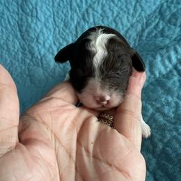 Mercury, brown and white parti - Parti male Poodle puppy in Winter Haven, Florida from Herdez’s Poodles