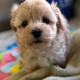 Josie Piper - Apricot female Maltipoo puppy in Colonial Beach, Virginia from BeachRidge Pups