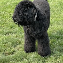 Black Russian Terriers from Amethyst Black Russian Terriers