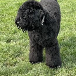 Black Russian Terriers from Amethyst Black Russian Terriers