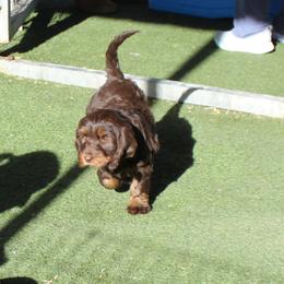 Rose Gold    pink collar - Chocolate female Australian Labradoodle puppy in Provo, Utah from EllsWORTH Labradoodles LLC