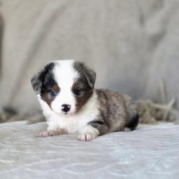 Almond - Blue merle male Miniature Australian Shepherd puppy in Killen, Alabama from Wilkers Wholehearted Mini Aussies