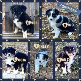 Australian Shepherd Puppies from Clover Bell Farm Australian Shepherds