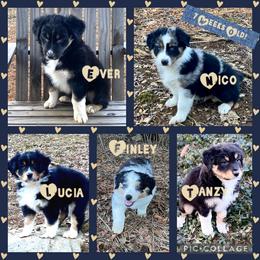 Australian Shepherd Puppies from Clover Bell Farm Australian Shepherds