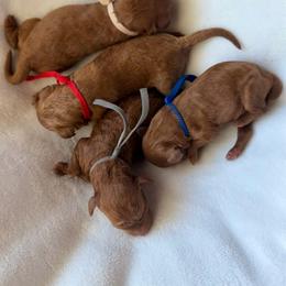 Poodle puppies from Midwest Miniature Poodles