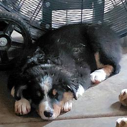 KNIGHT - Black tri-color male Australian Shepherd puppy in Elk Creek, Missouri from Hearts on Fire Australian Shepherds