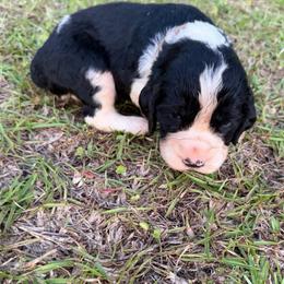Boy 6 light brown collar - Black and white male English Springer Spaniel puppy in Bonifay, Florida from Sherrouse English Springer Spaniels