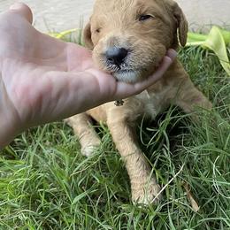 Goldendoodle Puppies from Plant City Doodles