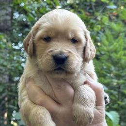 Golden Retrievers from Anna's Golden Retrievers