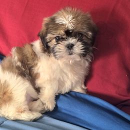 Pup 1 - Sable and white Shih Tzu puppy in Stroudsburg, Pennsylvania from Puppyville Pa Shih Tzu & frenchies