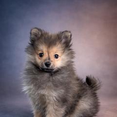 German Spitz Puppies from Legacy Kennels Michigan
