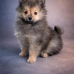 German Spitz Puppies from Legacy Kennels Michigan