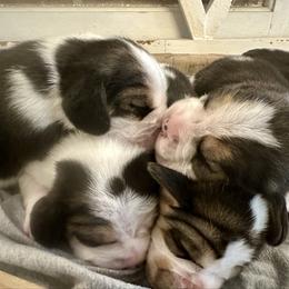 1st Choice Baby Boy - Black white and tan male Beagle puppy in Monticello, Georgia from Beaglelove