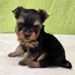 Oakley TEACUP - Blue and gold male Yorkshire Terrier puppy in Monticello, Iowa from Ashley’s Puppies