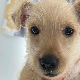 Boy 3 - Scottish Terrier puppy in Wading River, New York from Kane Scottish Terriers