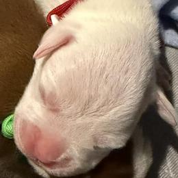 Red - White female Boxer puppy in Evington, Virginia from Boxer Tails