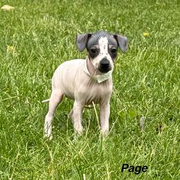 Page - White and black female American Hairless Terrier puppy in Buckingham, Illinois from Gaus Hof