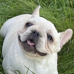 French Bulldog and Labrador Retriever Puppies from Desiree Ortiz's French Bull Dogs and Labrador Retrievers