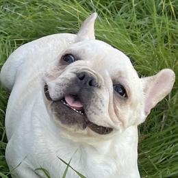 French Bulldog and Labrador Retriever Puppies from Desiree Ortiz's French Bull Dogs and Labrador Retrievers