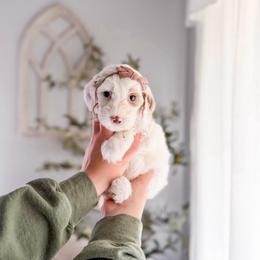 Alabaster - Parti female Goldendoodle puppy in Greencastle, Indiana from Willow & Co.